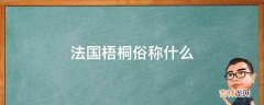 法国梧桐俗称什么