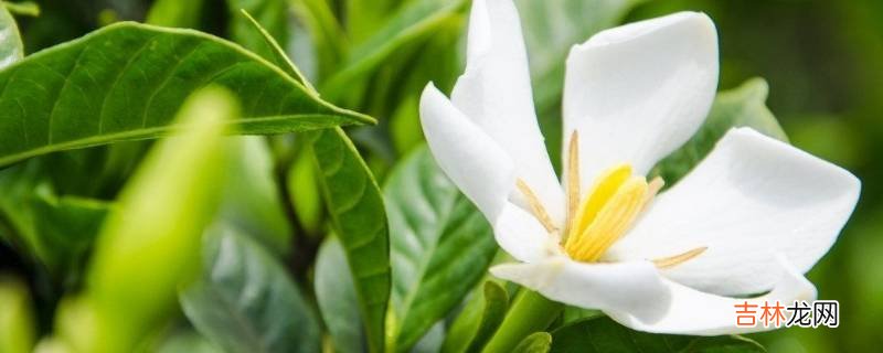 蜂蜜可以和栀子花一起泡吗