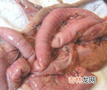 开虾背的最快方法