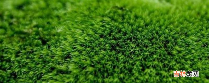 苔藓植物可以食用嗎