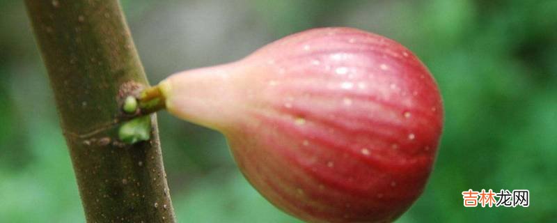 冻干无花果能泡水吗