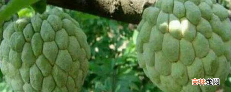 释迦果多软才能吃