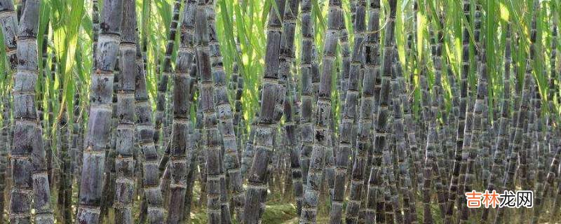 煮甘蔗水放冰糖吗