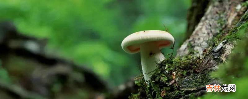 野生菌的热量高吗