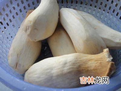 杏鲍菇怎么切