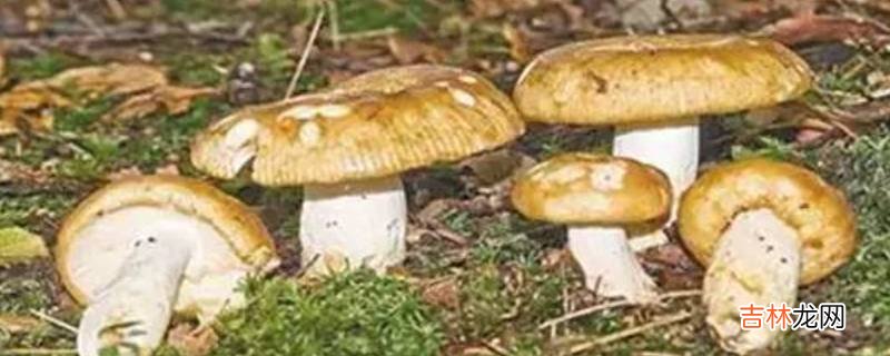 黄蘑菇有毒吗