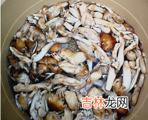 鸡纵油炸成什么样子合适