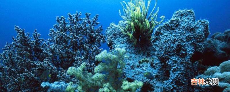 海绵是如何进食的