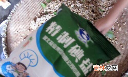 河南酱豆子怎么做老式做法