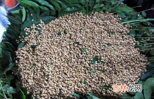 河南酱豆子怎么做老式做法