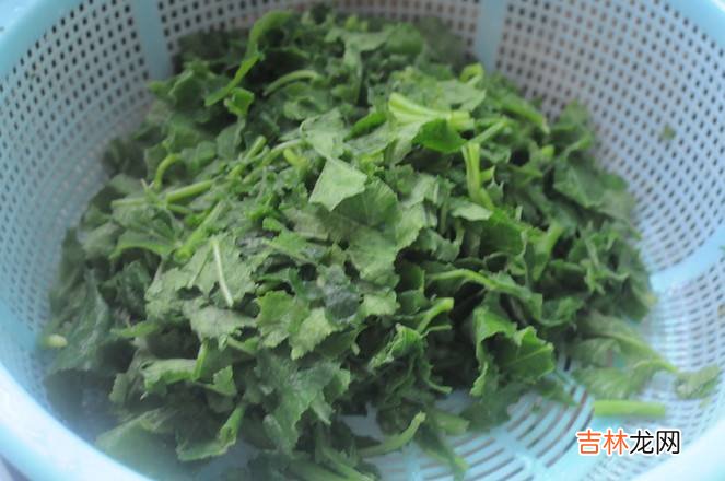 南瓜叶怎么炒好吃