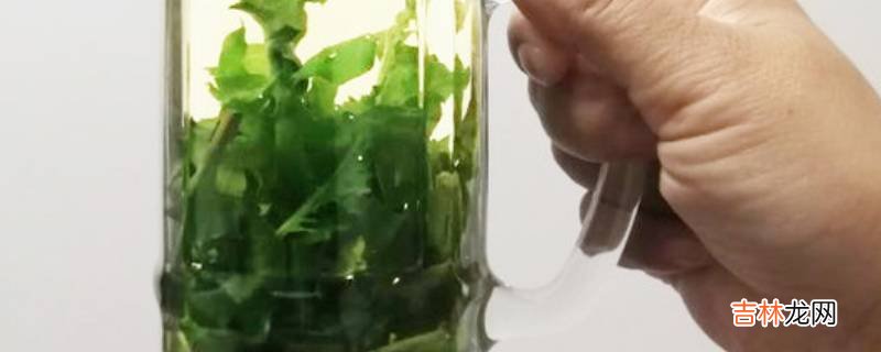 蒲公英如何泡水