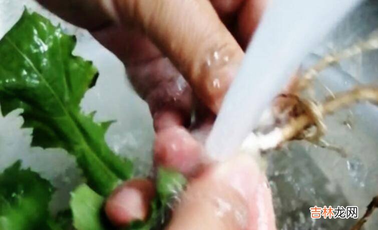 蒲公英如何泡水
