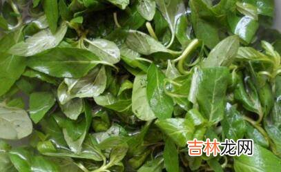 薄荷怎么吃凉拌