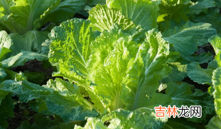 立秋后种大白菜迟吗 2023年秋天适合种大白菜吗