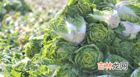 立秋后种大白菜迟吗 2023年秋天适合种大白菜吗