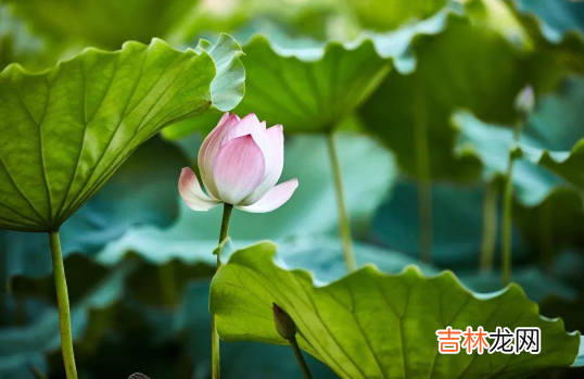 2121年中伏 2023年中伏是几号到几号