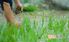 明年芒种是几月几日 2023年芒种会下雨吗