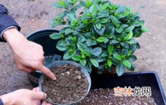 花换盆取不出来怎么办? 给花换盆拿不出来怎么办