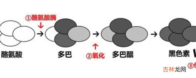 体内能转化成黑色素的氨基酸是