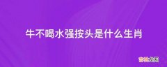 牛不喝水强按头是什么生肖?