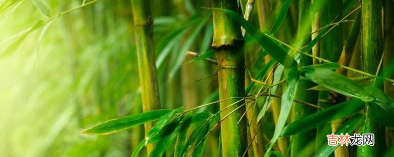 新竹子怎样处理不会开裂
