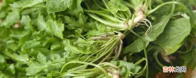 吃荠菜的禁忌