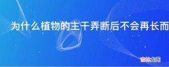 为什么植物的主干弄断后不会再长而枝干会一直长下去