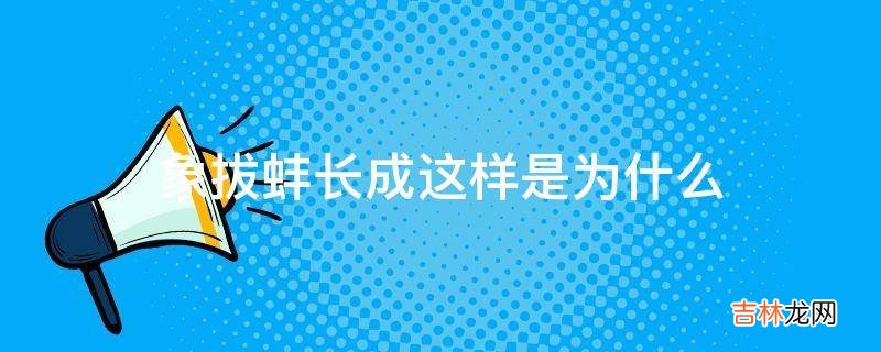 象拔蚌长成这样是为什么