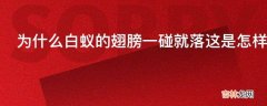 为什么白蚁的翅膀一碰就落这是怎样的生存需要