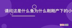 请问这是什么鱼为什么刚刚产下的小鱼不动是死是活啊