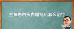 金鱼患白头白嘴病后怎么治疗?