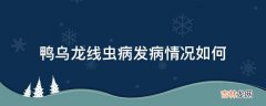 鸭乌龙线虫病发病情况如何?