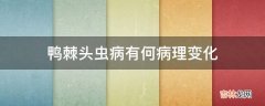 鸭棘头虫病有何病理变化?