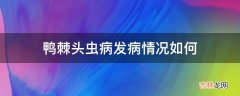 鸭棘头虫病发病情况如何?