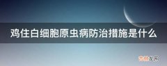 鸡住白细胞原虫病防治措施是什么?