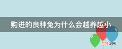 购进的良种兔为什么会越养越小?