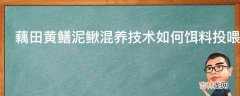 藕田黄鳝泥鳅混养技术如何饵料投喂?