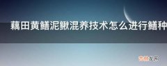 藕田黄鳝泥鳅混养技术怎么进行鳝种鳅种放养?