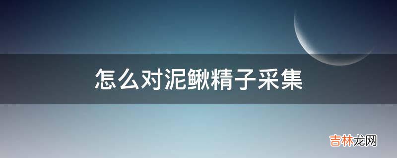 怎么对泥鳅精子采集?