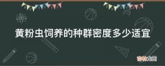 黄粉虫饲养的种群密度多少适宜?