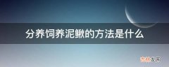 分养饲养泥鳅的方法是什么?