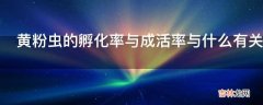 黄粉虫的孵化率与成活率与什么有关?