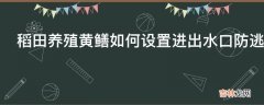 稻田养殖黄鳝如何设置进出水口防逃?