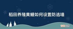 稻田养殖黄鳝如何设置防逃墙?