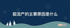 貂流产的主要原因是什么?