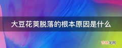 大豆花荚脱落的根本原因是什么?