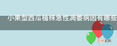 小果型西瓜植株急性凋萎病因有哪些?