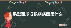 小果型西瓜沤根病病因是什么?