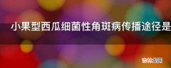 小果型西瓜细菌性角斑病传播途径是什么?